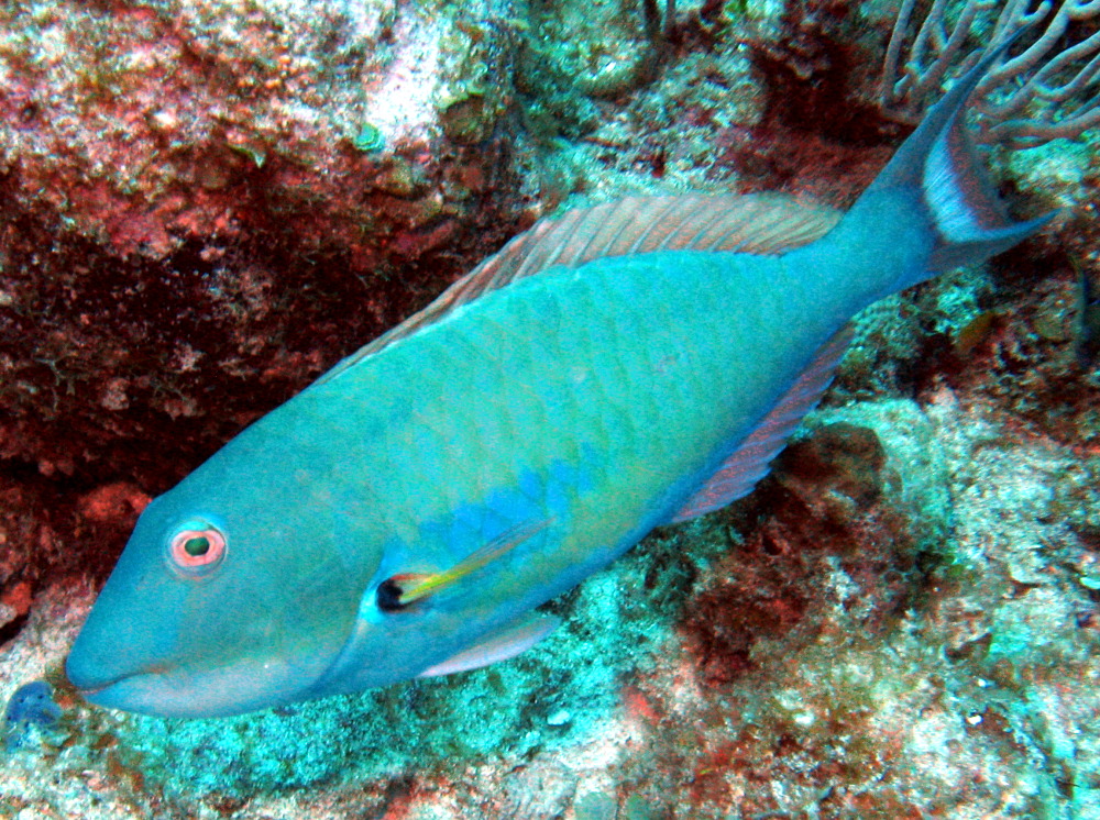 Redtail Parrotfish